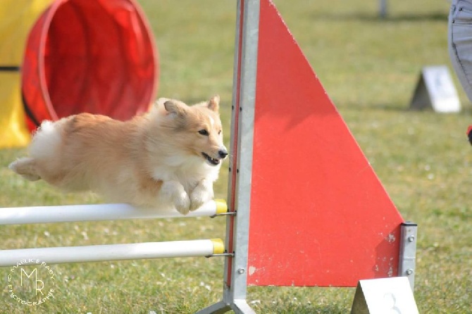 Concours d'agility